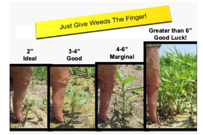 Early weed control is best to lower yield losses - Vimarsana News