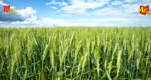 2026 Wheat Field Day on June 17 at the Western Agricultural Research Station