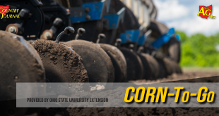 Does late-planted corn equal less nitrogen?