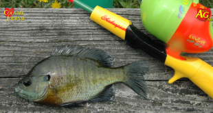 Free fishing days