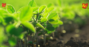 Ohio Soybean Association announces new conservation award