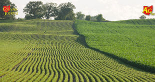 June acreage report fails to spark lasting rally