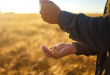 2026 Wheat season in review
