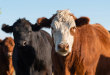 Cattlemen Roundup Meetings scheduled across Ohio