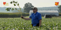 Strong yield potential emerges on the 2026 Ohio Crop Tour